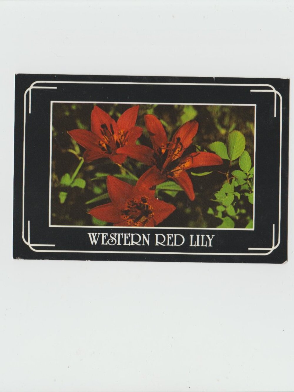 Western Red Lily " Prairie Lily" Postcard